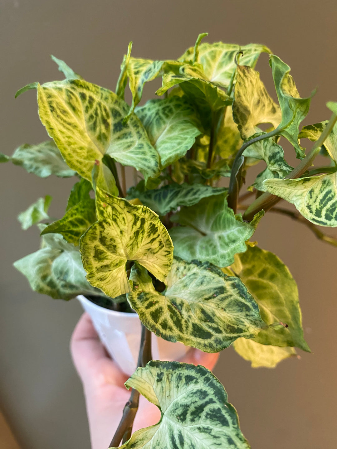 Syngonium 'Batik'