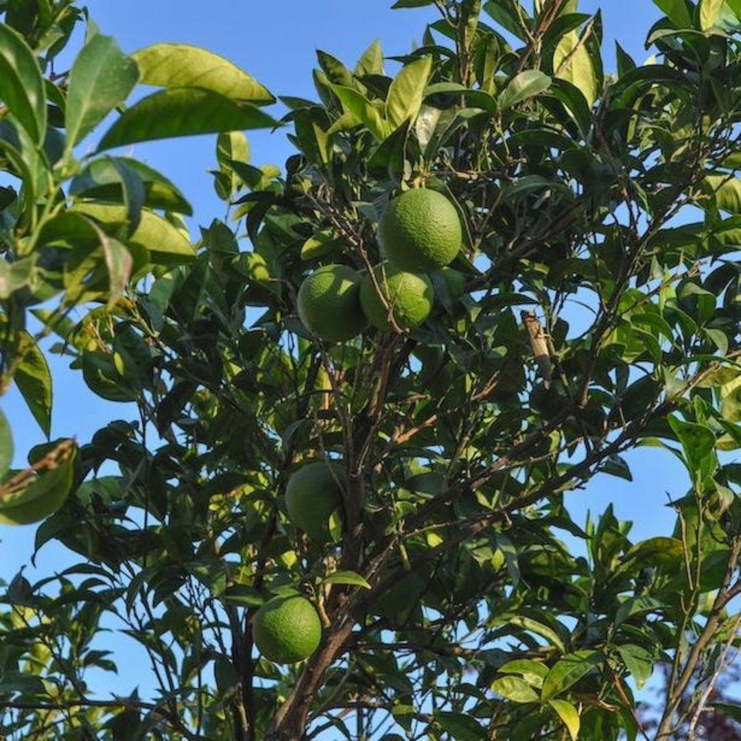 Persian 'Bearss' Lime Tree