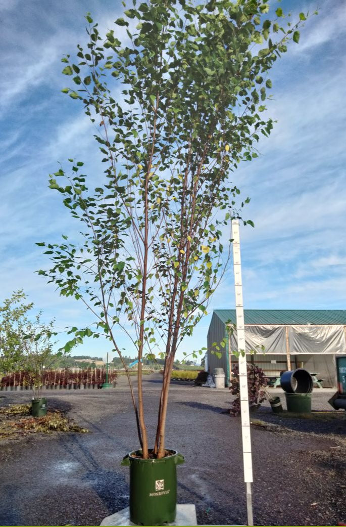 Heritage River Birch