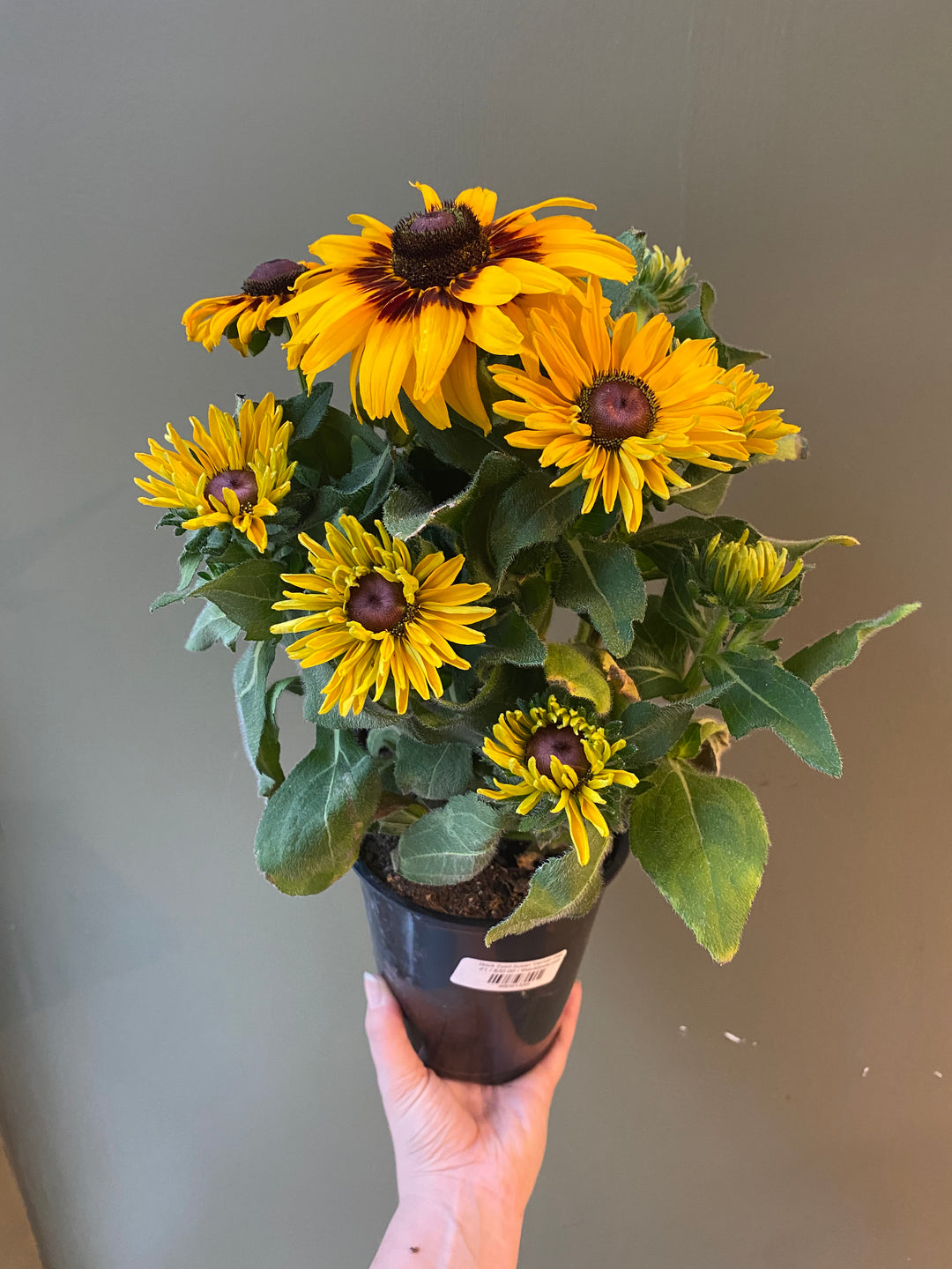 Black Eyed Susan 'Denver Daisy'