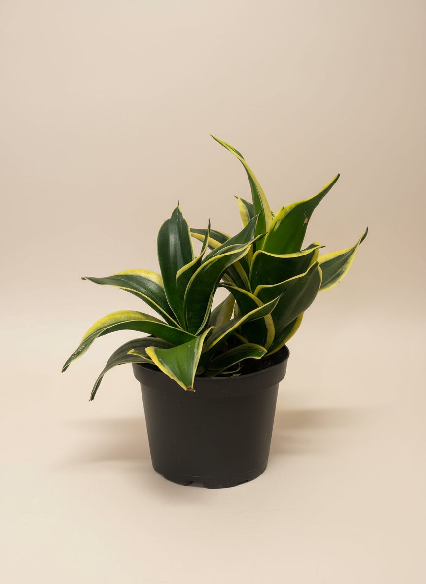 Snake Plant - Thumbnail 2