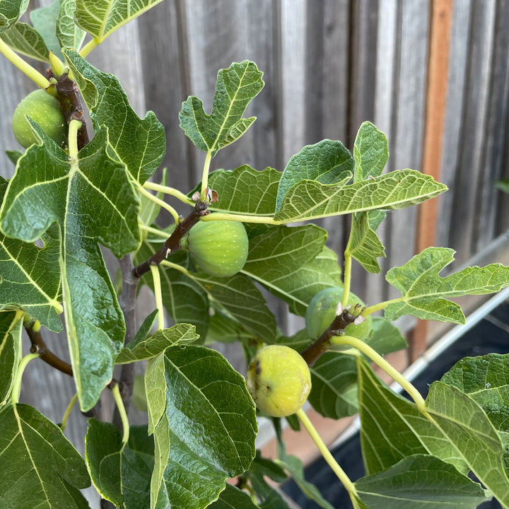 Black Mission Fig