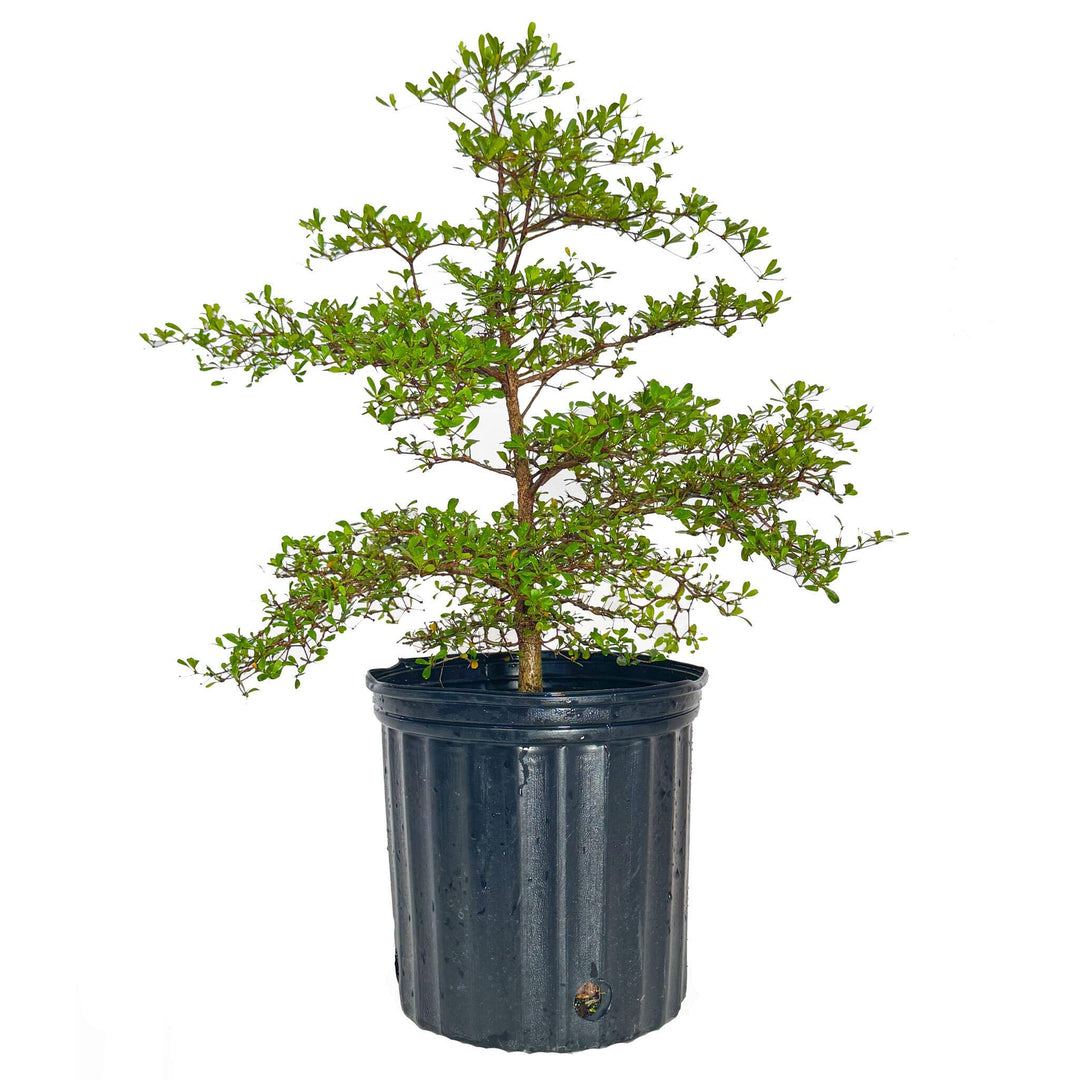 Black Olive Tree