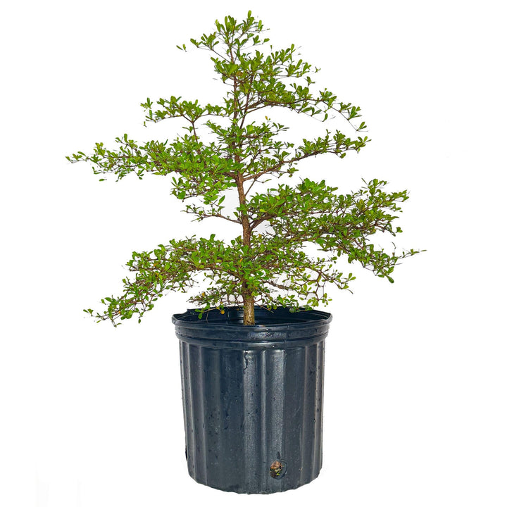 Black Olive Tree
