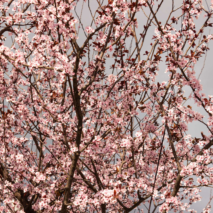 Black Tartarian Cherry Tree