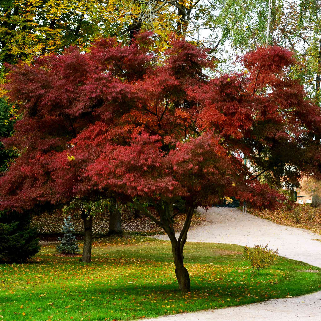 Bloodgood Japanese Maple