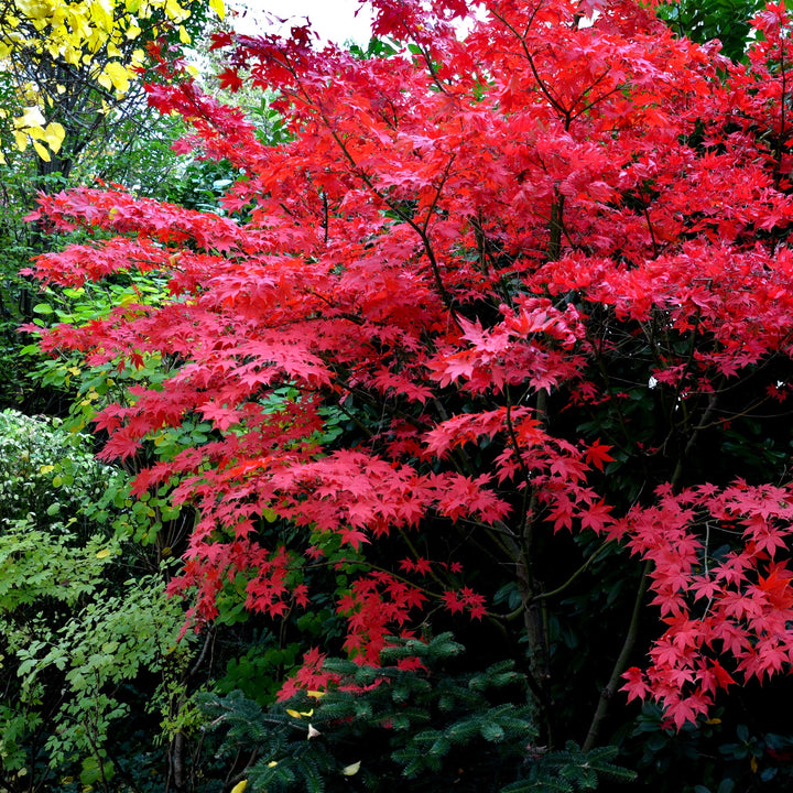 Bloodgood Japanese Maple