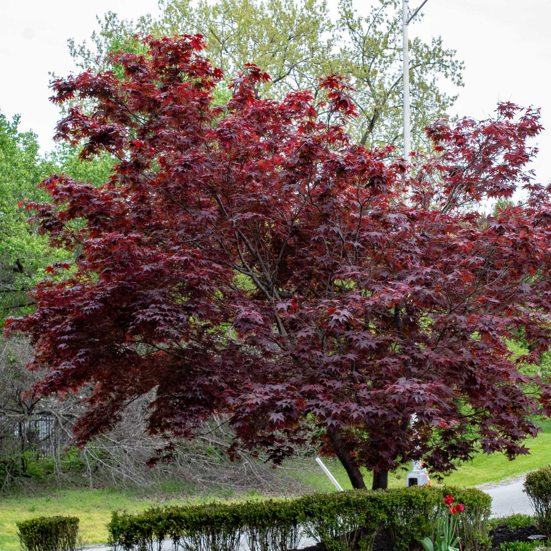 Bloodgood Japanese Maple