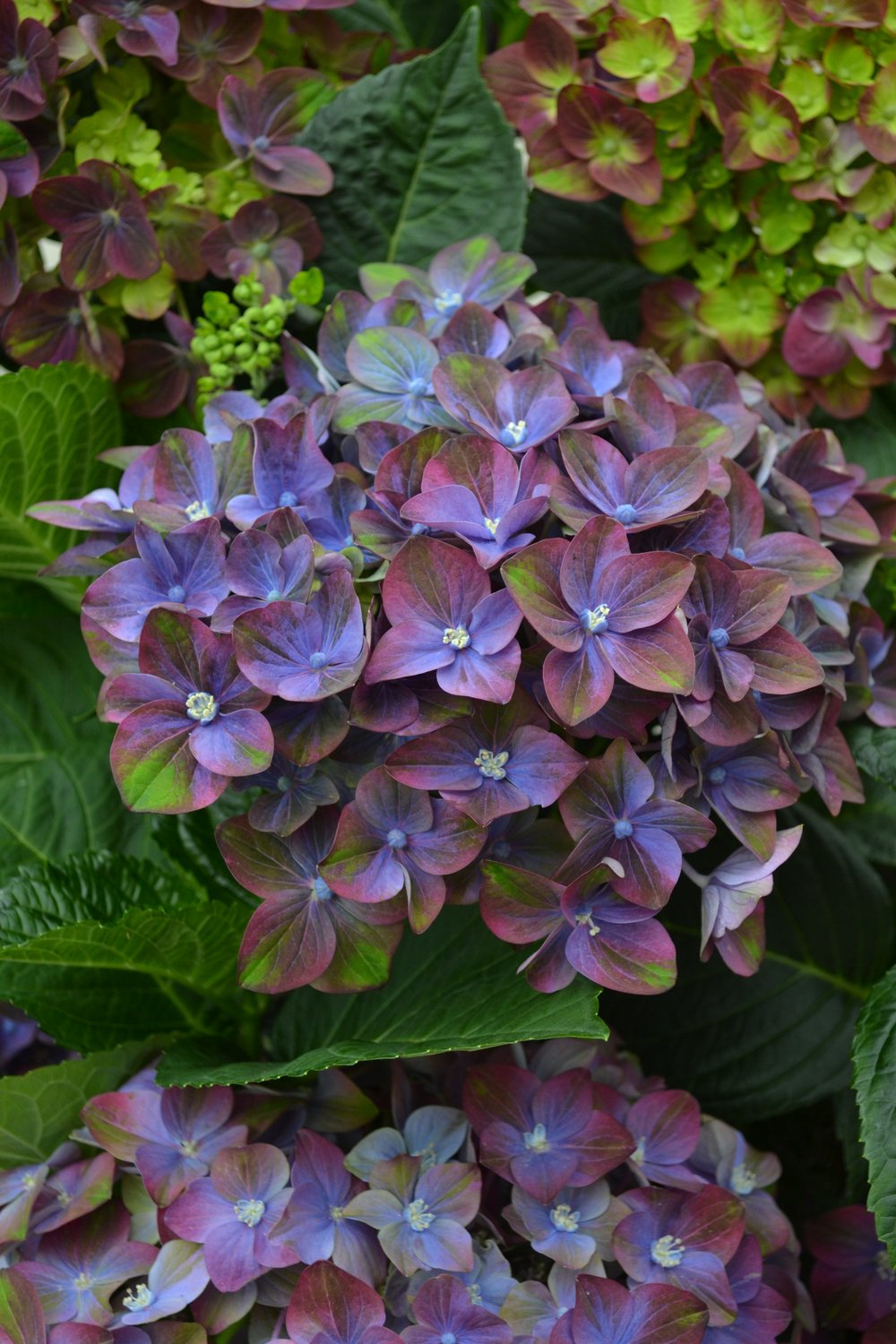 Hydrangea 'Rosso Glory'