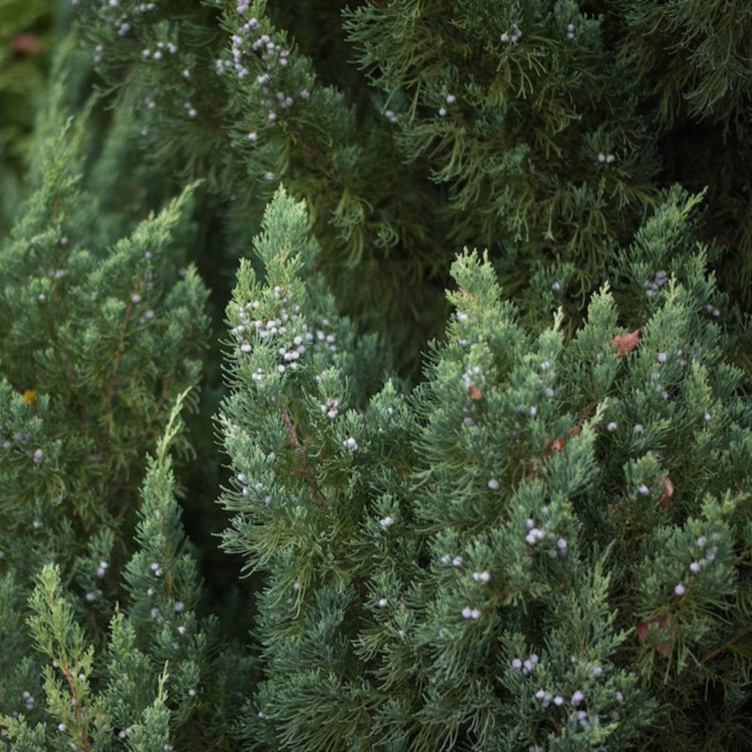 Blue Point Juniper Topiary