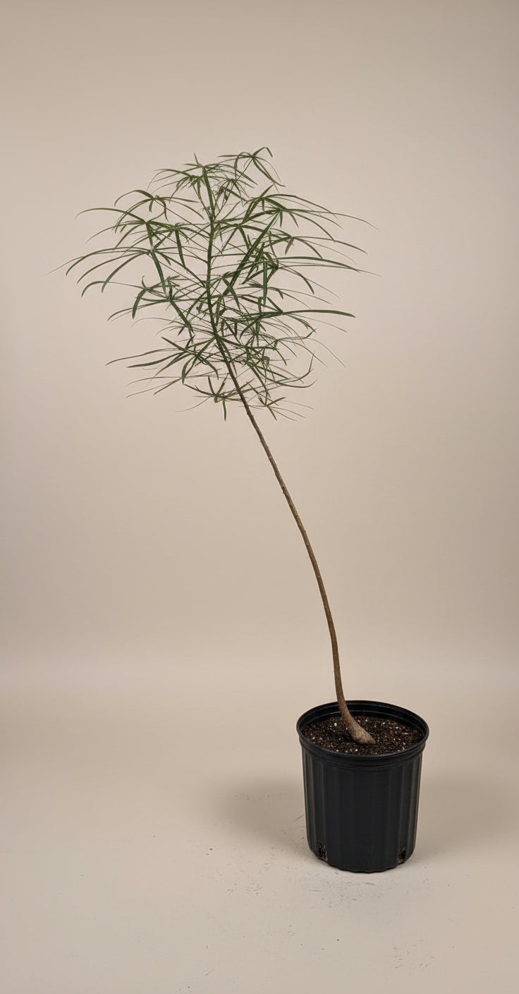 その他観葉植物 BOTTLE Tree Australian Bottle Tree – The Old Yew Plant Shop