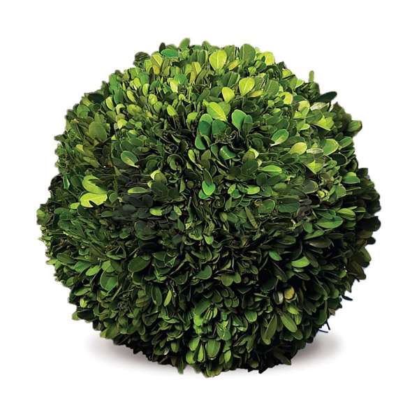 Preserved Boxwood Ball