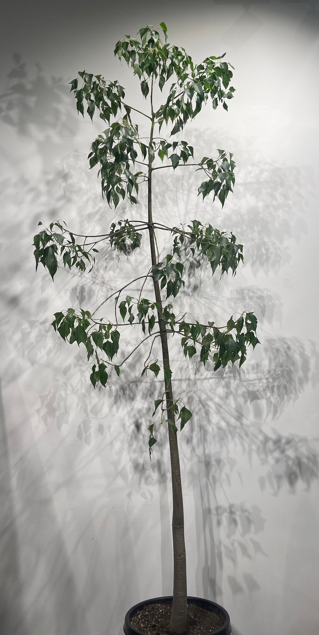 Brachychiton populneus  (Queensland Bottle Tree)