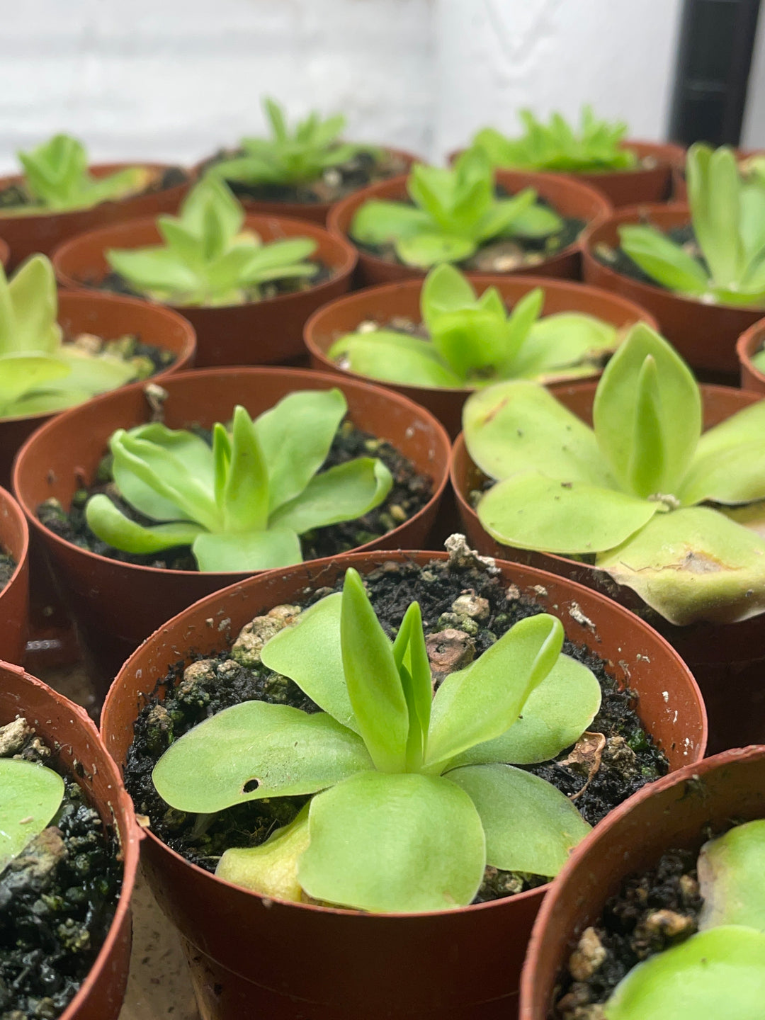 Butterwort