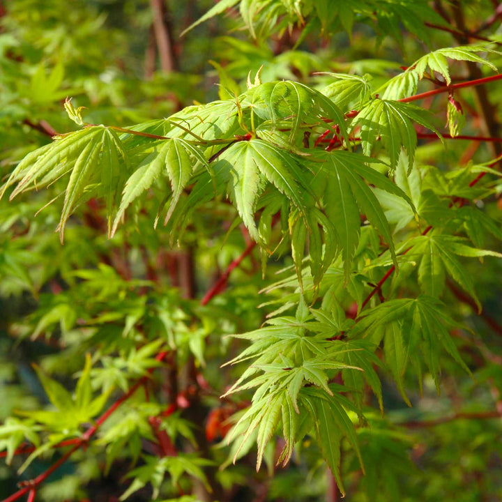 Coral Bark Japanese Maple Tree