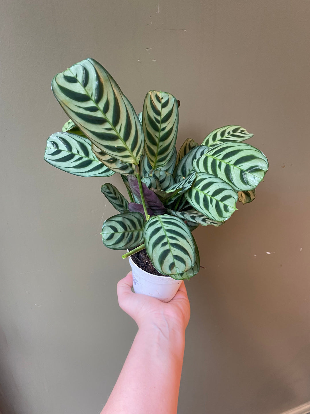 Calathea Burle Marxii