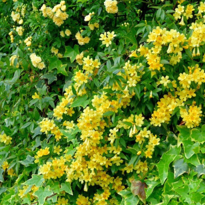 Carolina Jasmine