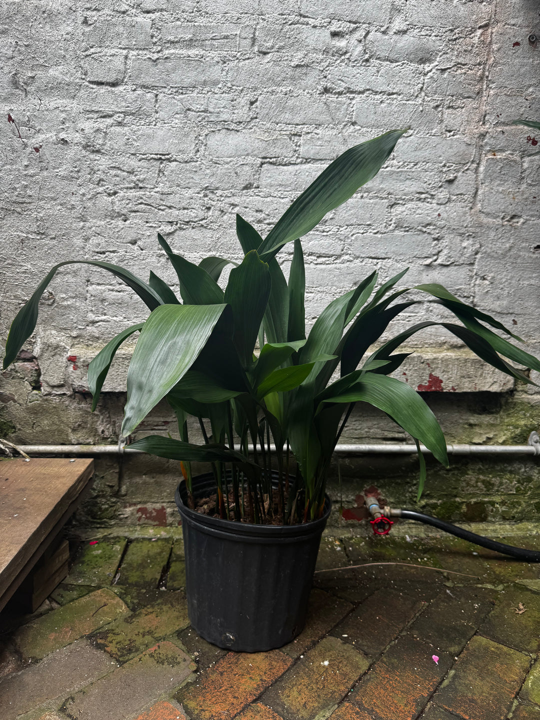 Cast Iron Plant