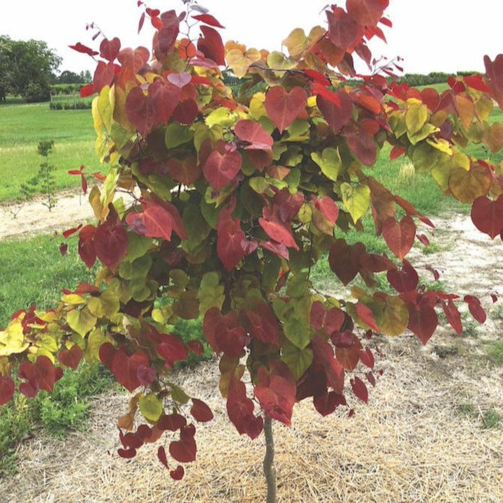 Flame Thrower® Redbud Tree