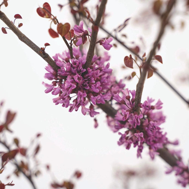 Garden Gems® Amethyst Redbud