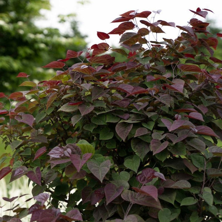 Garden Gems® Amethyst Redbud