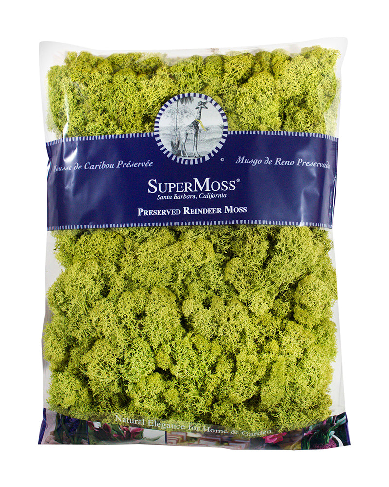 Reindeer Moss