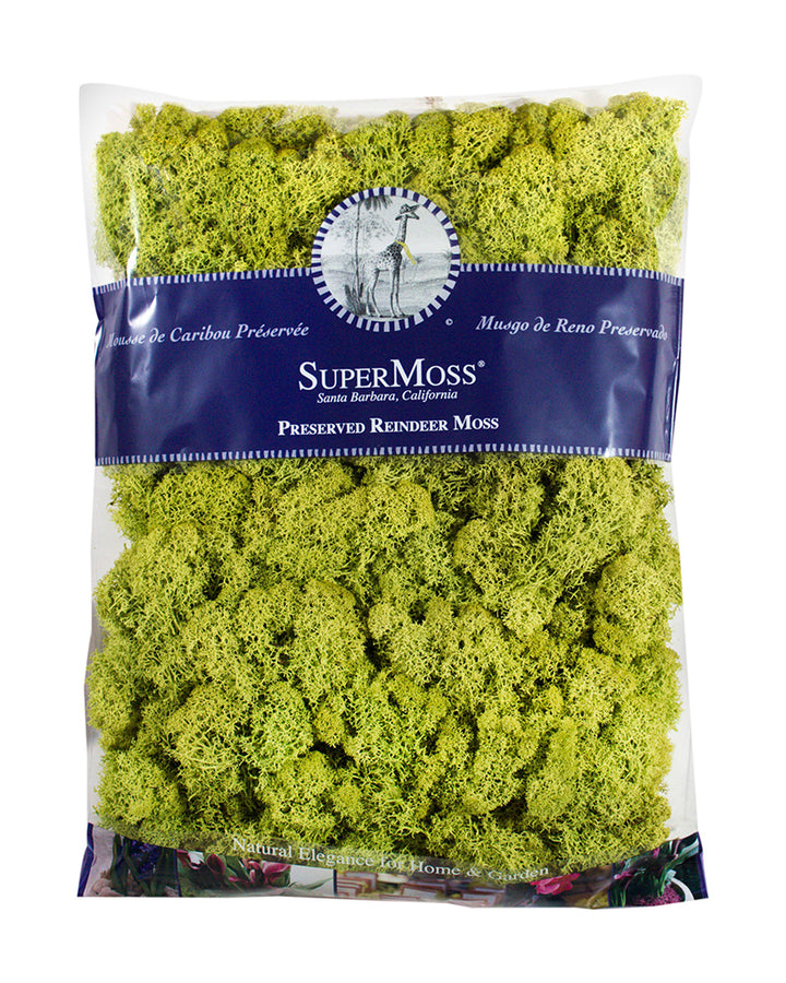 Reindeer Moss