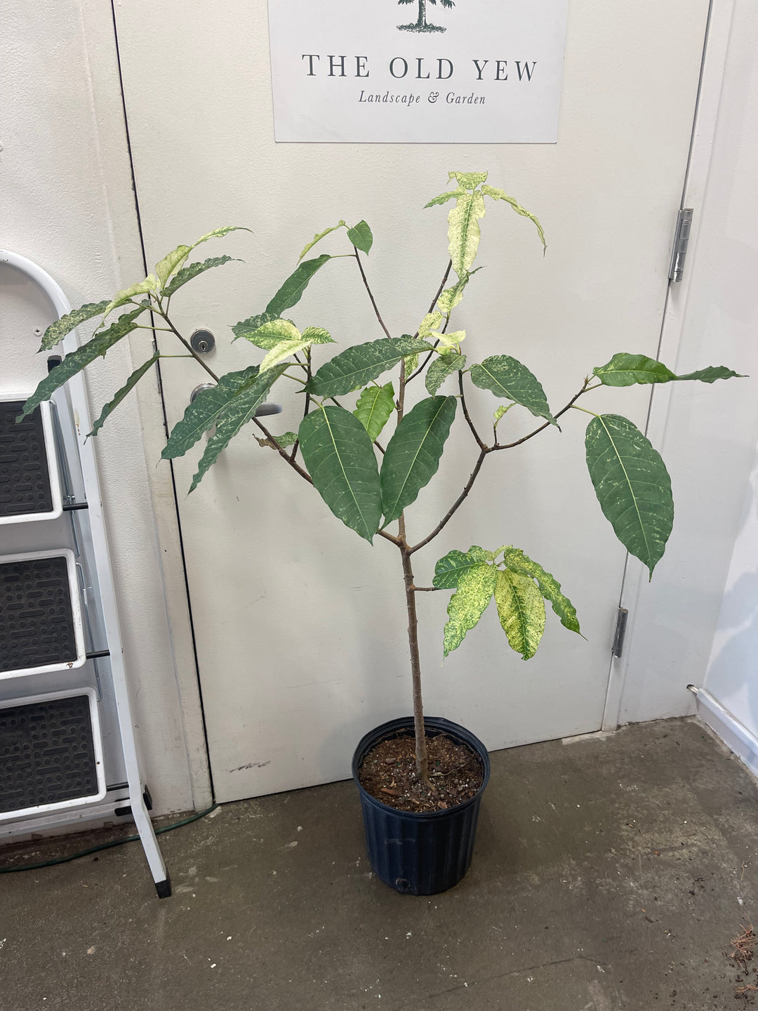 Ficus Aspera 'Clown Fig'