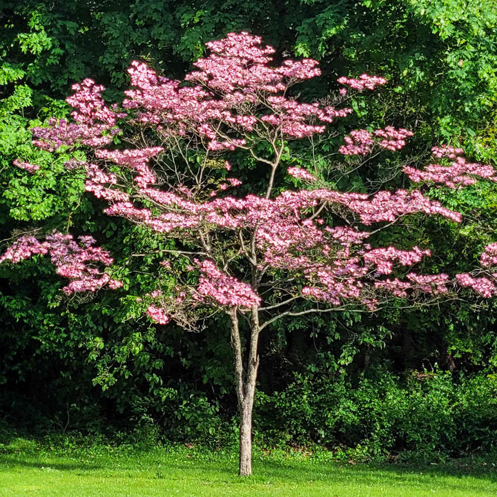 Cherokee Brave Pink Dogwood