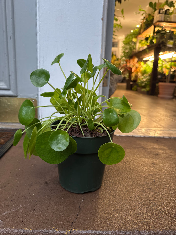 Chinese Money Plant