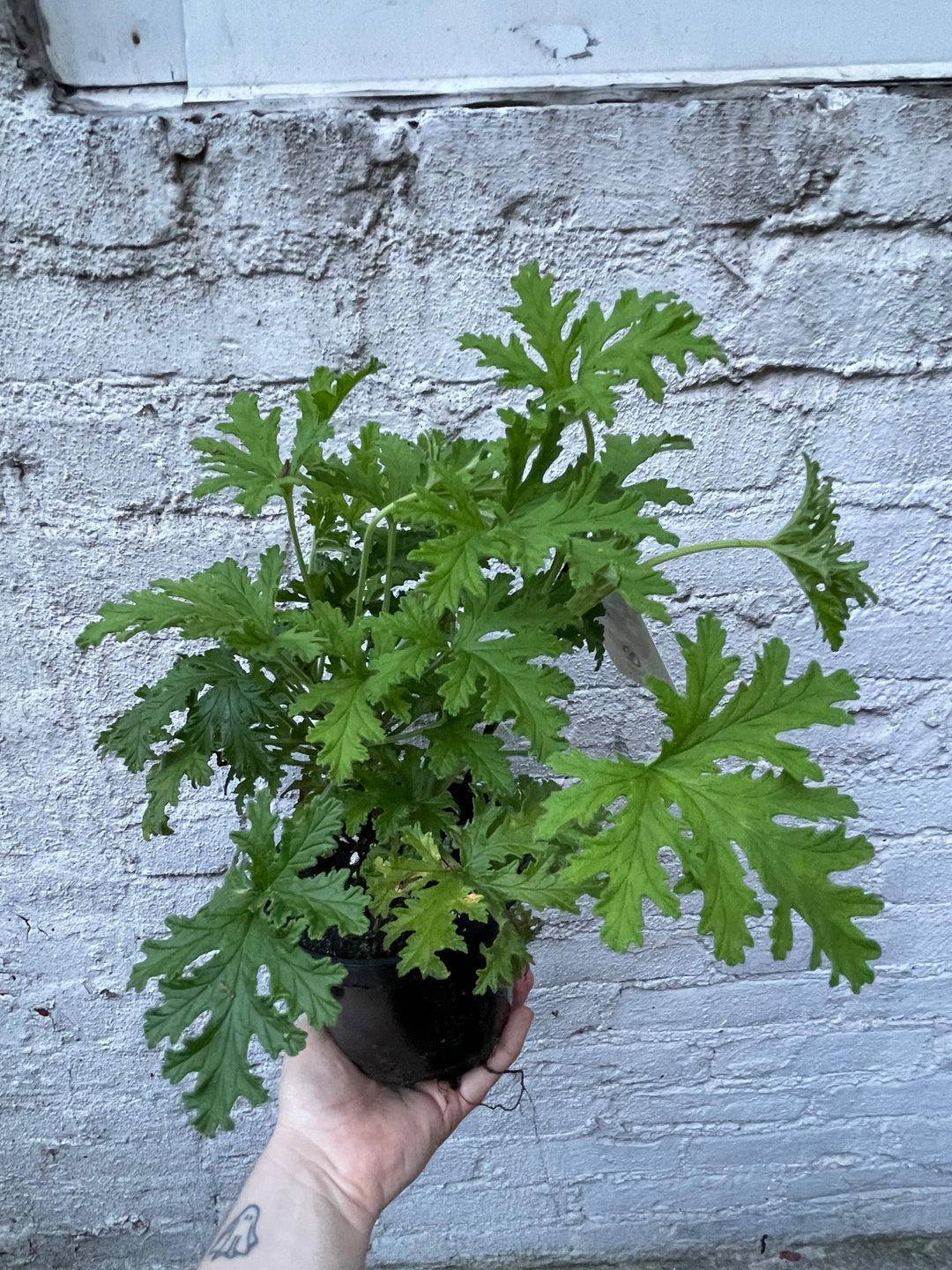 Citronella Plant