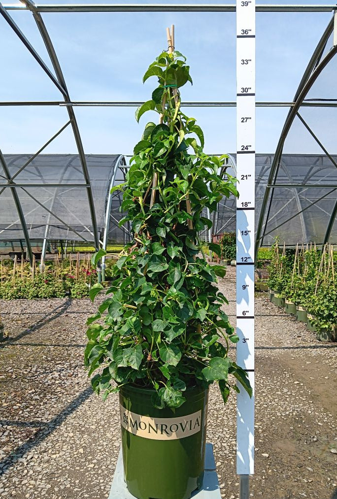 Climbing Hydrangea
