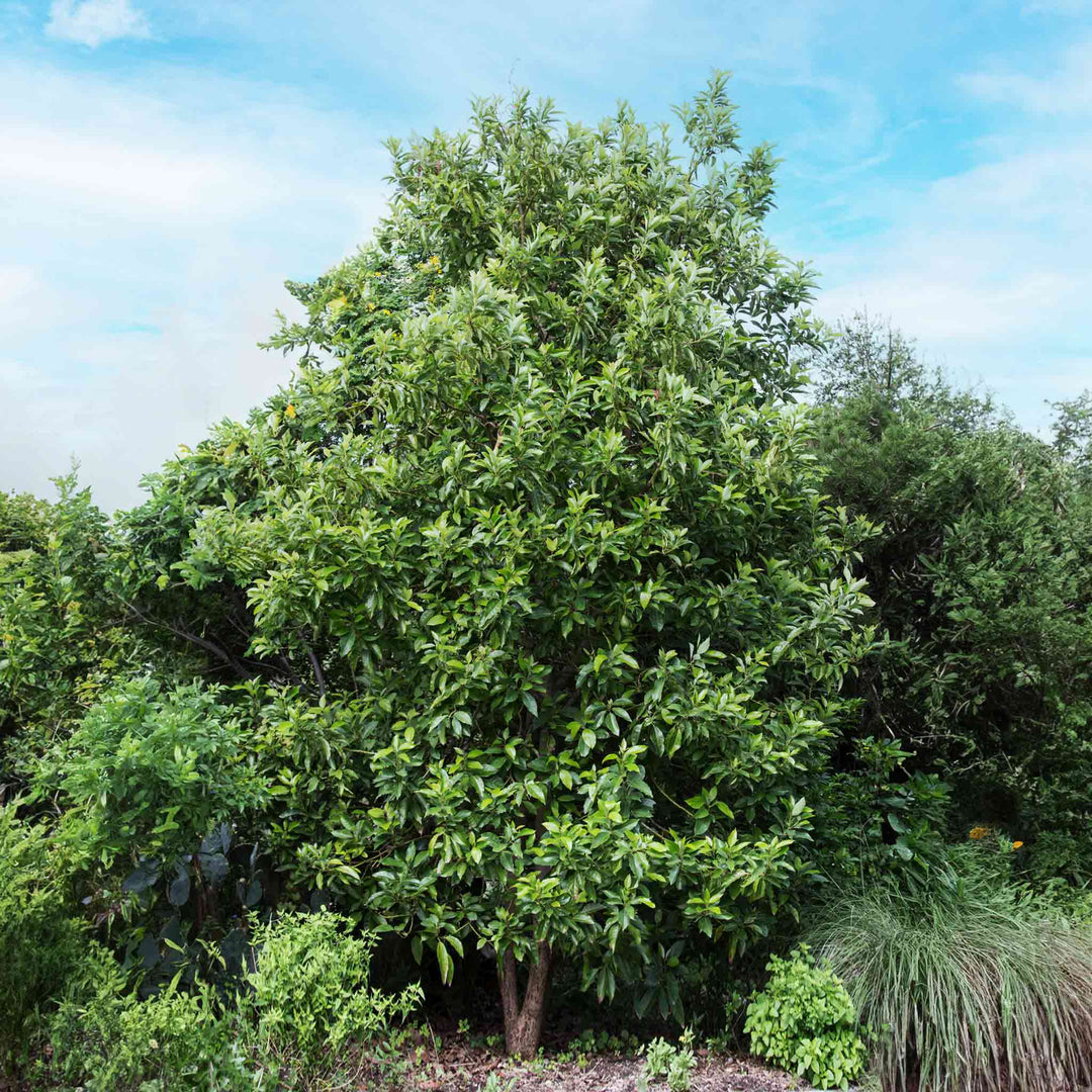 Cold Hardy Avocado Tree