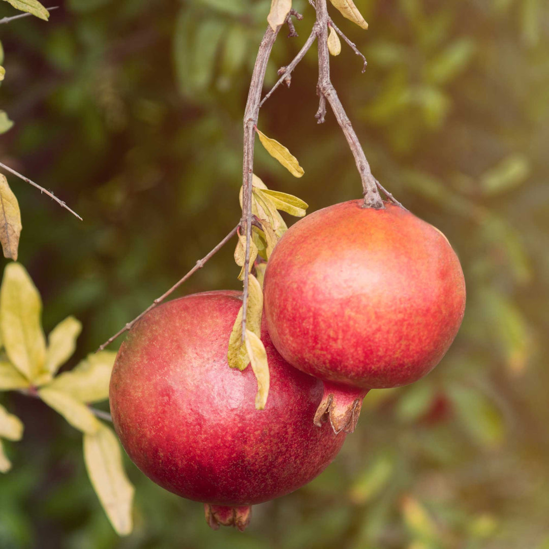 Cold Hardy Red Pomegranate