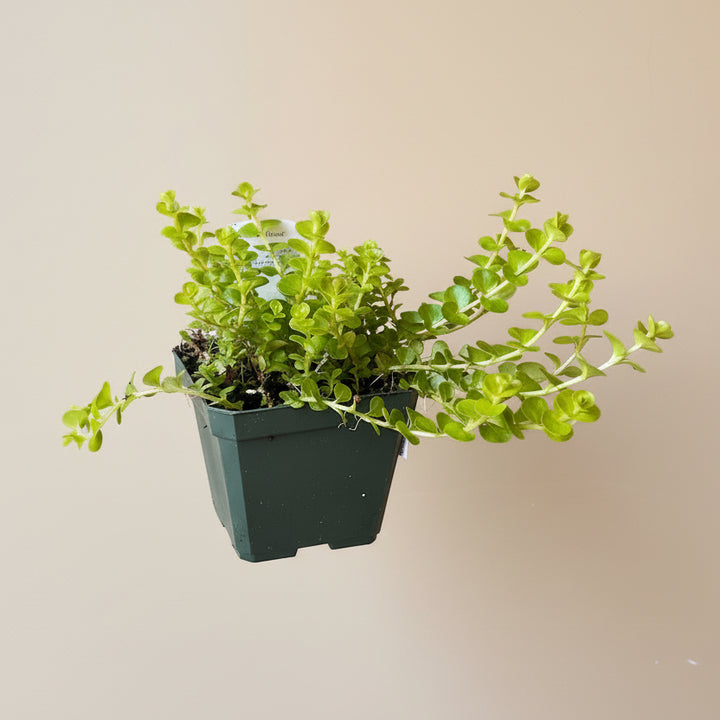 Creeping Jenny