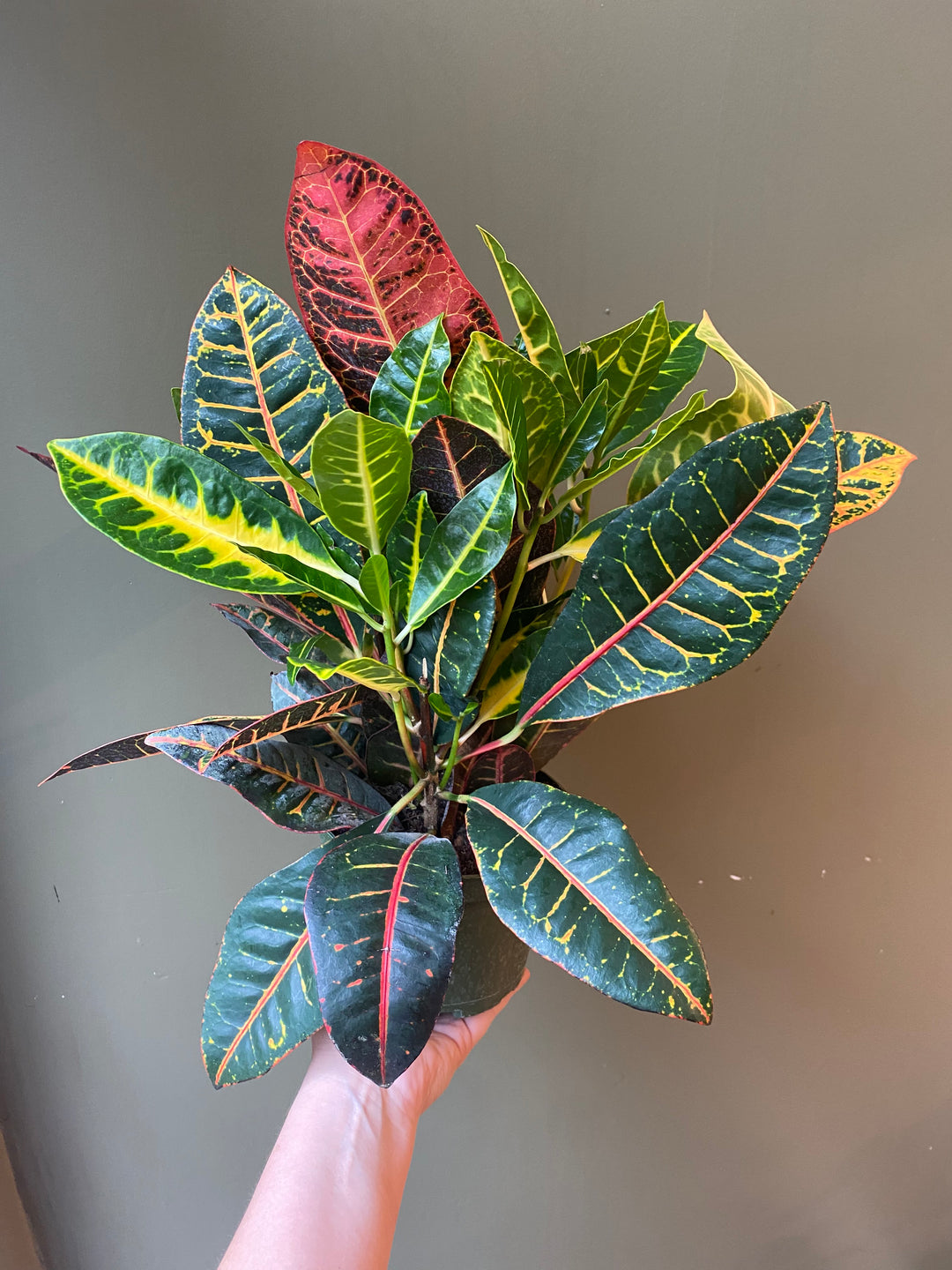 Croton Petra