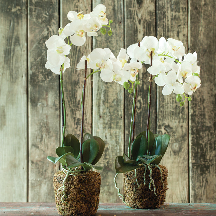 23" Faux Orchid - White