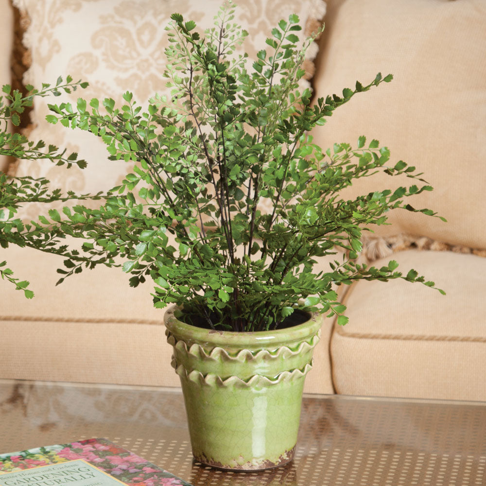 The Old Yew Plant Shop Maidenhair Fern - Thumbnail 3
