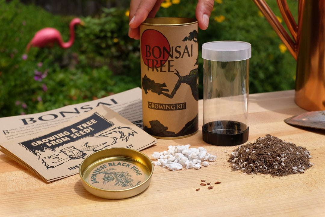 Bonsai Tree Grow Kit