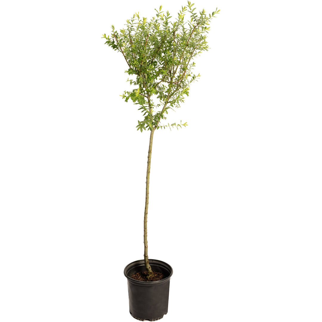 Tri-Color Dappled Willow Tree