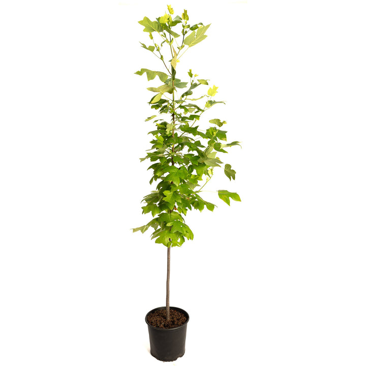 Tulip Poplar
