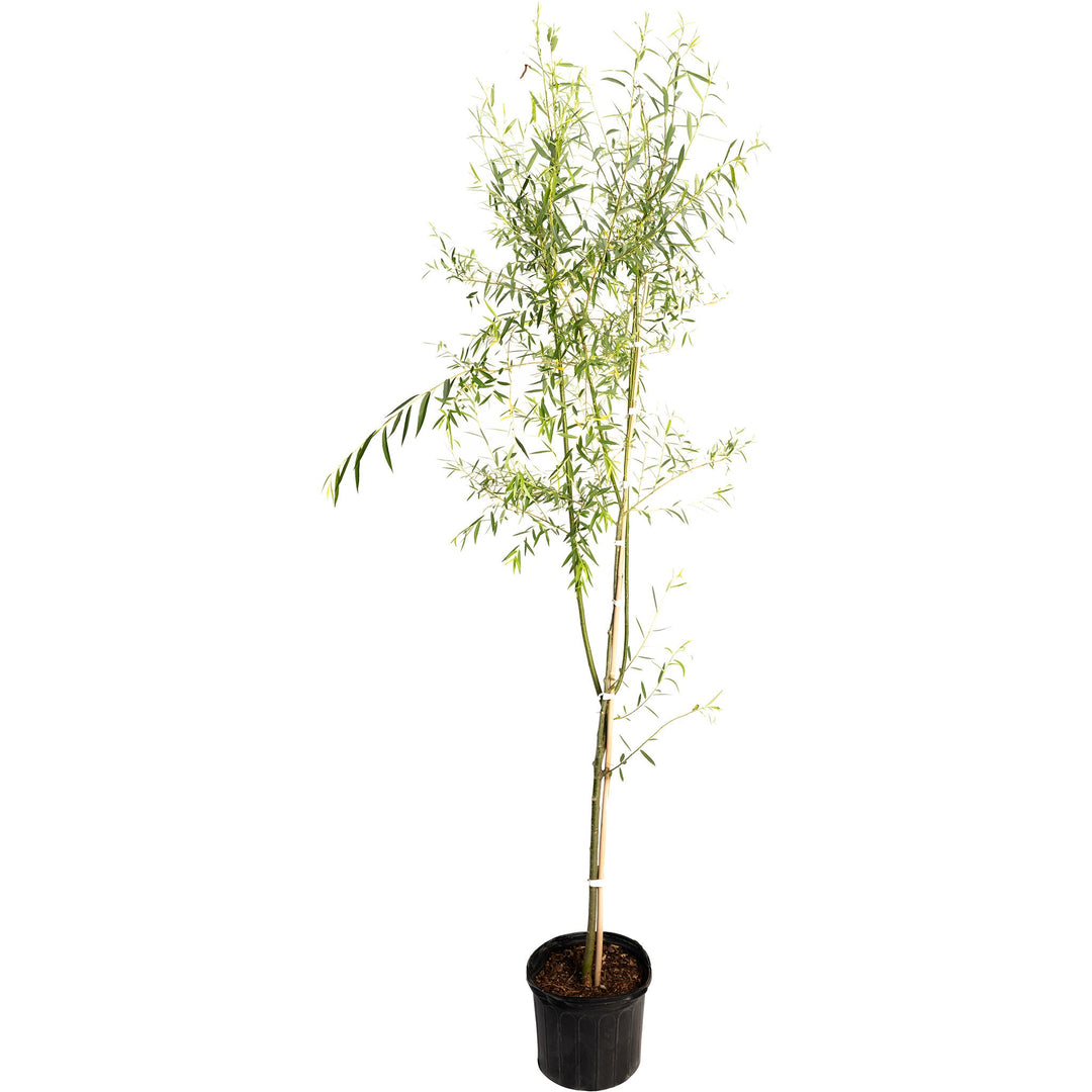 Weeping Willow