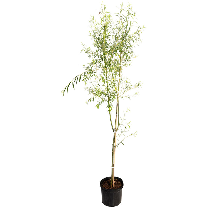 Weeping Willow