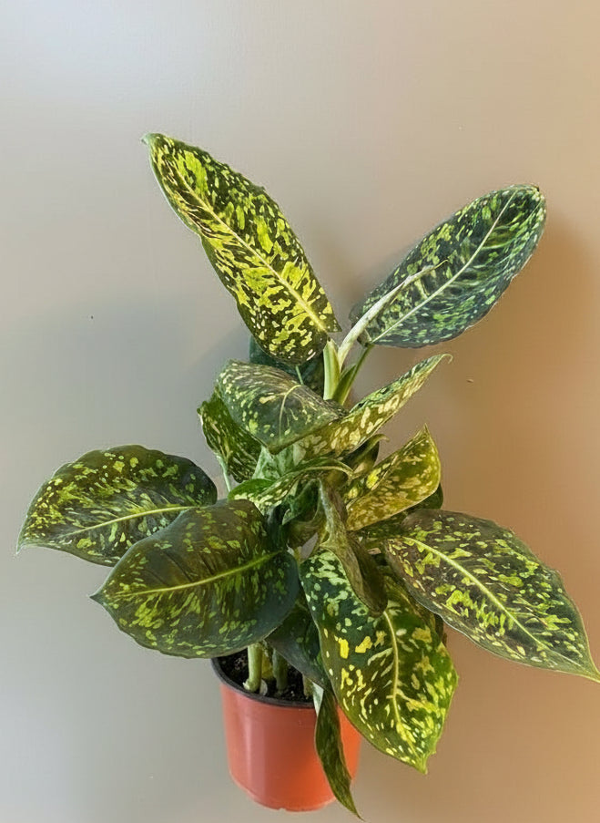 dieffenbachia reflector Dieffenbachia 'Reflector' – The Old Yew Plant Shop