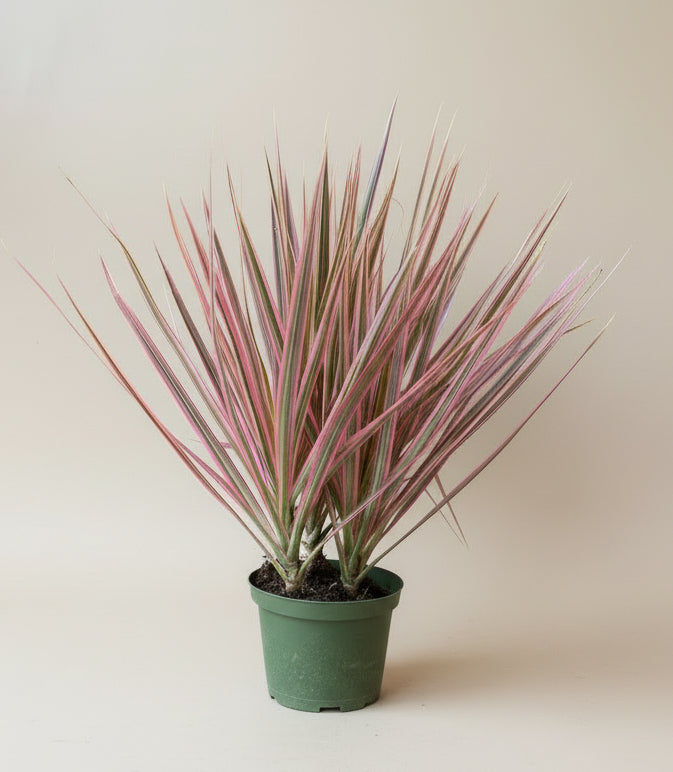 Dracaena 'Colorama'