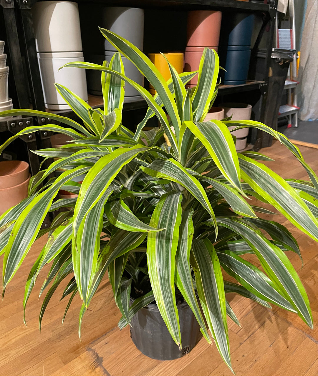 Dracaena Lemon Lime