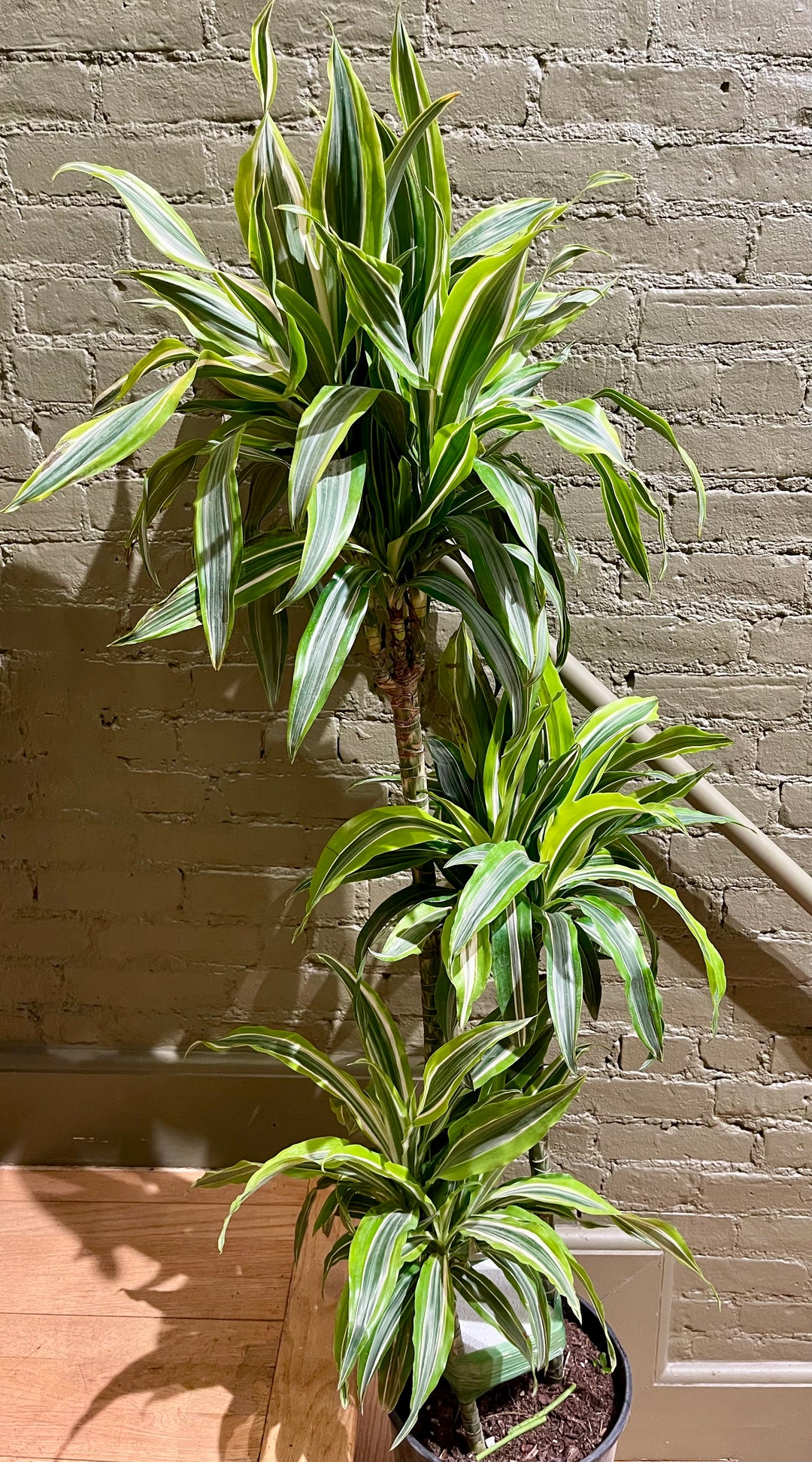 Dracaena Lemon Lime