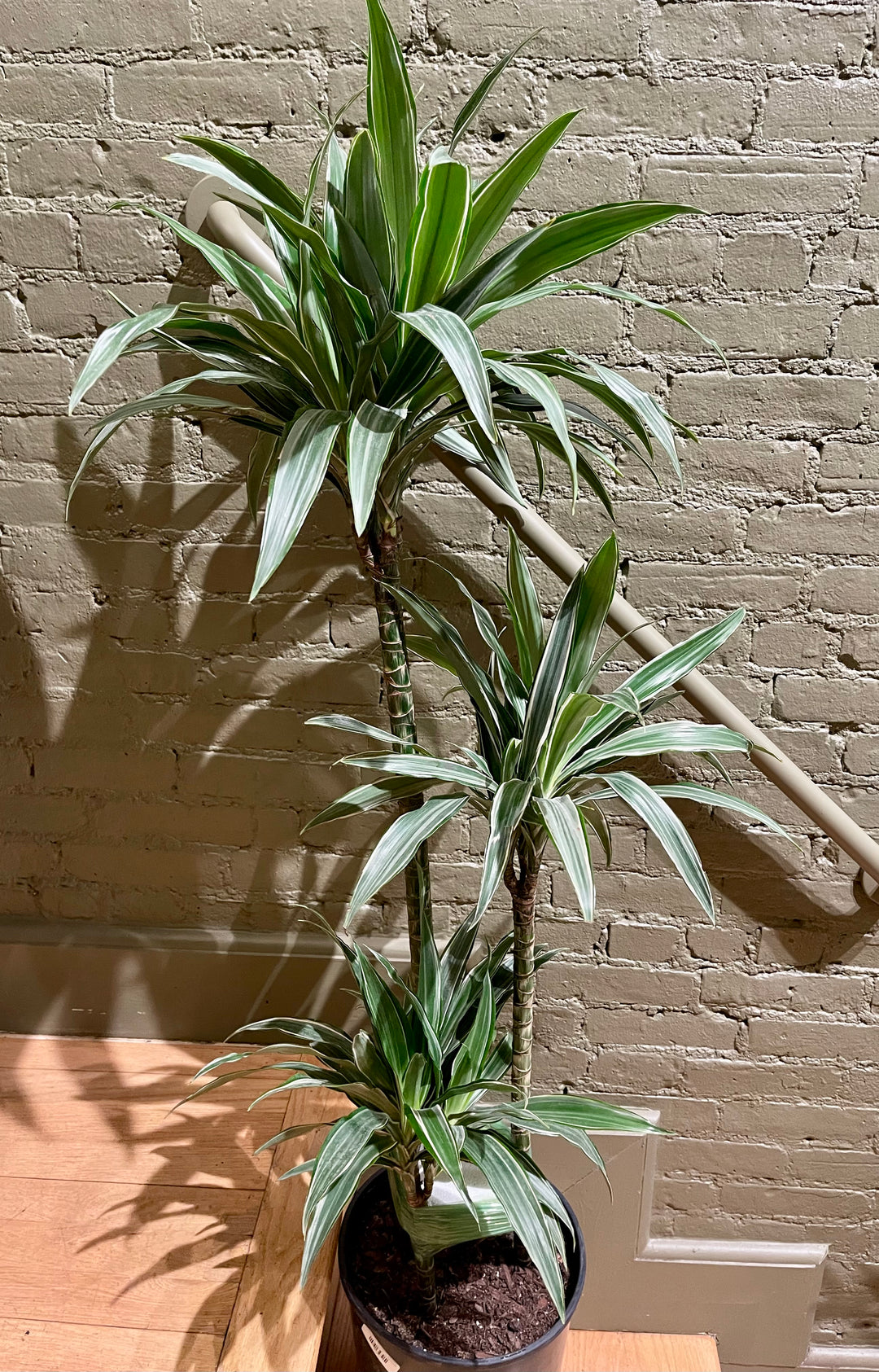 Dracaena Warneckii Ulysses