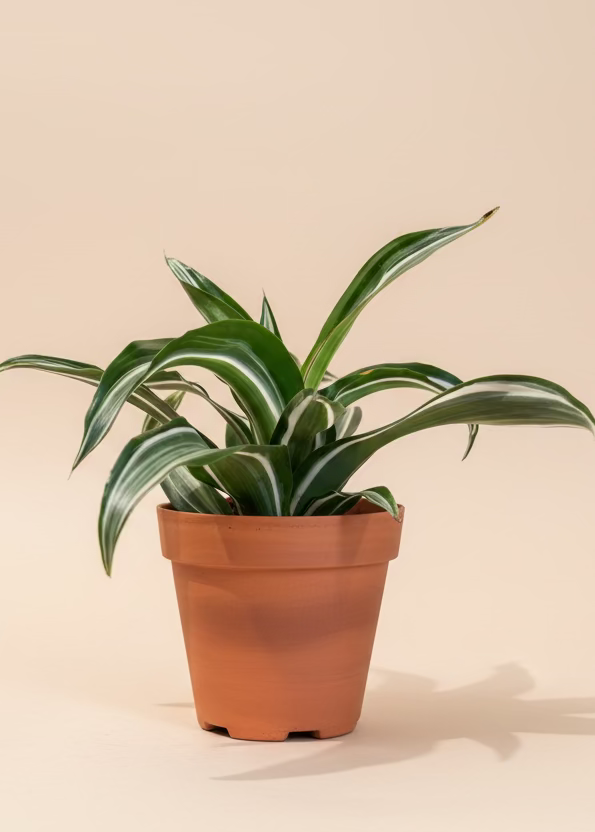 Dracaena Jade Jewel