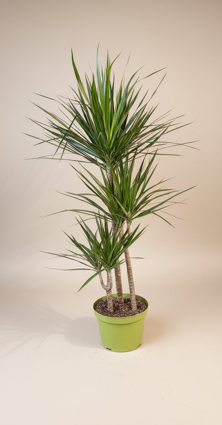 Dracaena Marginata
